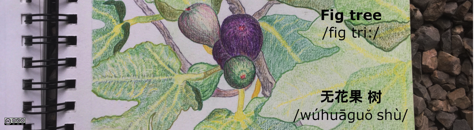 Figtree_无花果树